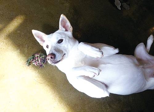 입양 카페 아름품에서 보호 중인 애교 만렙 ‘미일이’