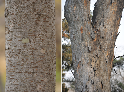 어린 느티나무의 껍질에는 껍질눈이 생긴다(왼쪽사진). 성목이 된 느티나무의 껍질은 너덜너덜하다(오른쪽 사진).