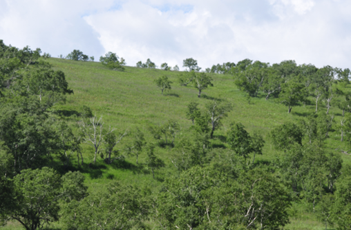 백두산 천지 가는 길에 만나게 되는 사스래나무 군락