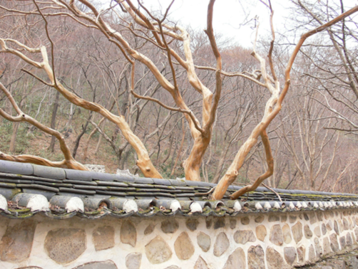 배롱나무의 알몸 같은 껍질(전북 내장산).