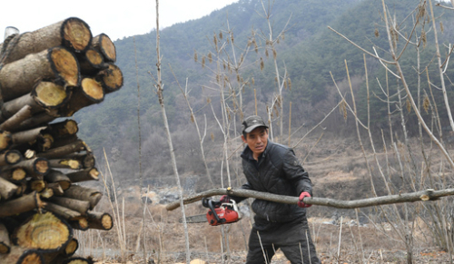 옻 나무 밭에서 안재호 씨가 전기톱과 낫을 이용해 나무를 채취하고 있다.