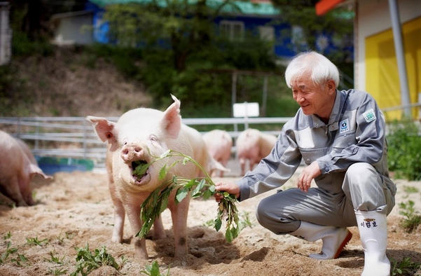 이범호 대표가 동물복지 인증을 받은 성지농장에서 돼지에게 풀을 먹이고 읶다. /돈마루 제공