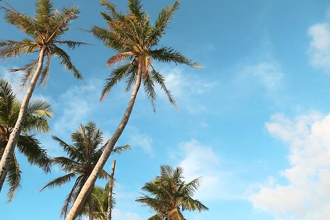 바람결 따라 뻗은 테테토 비치의 나무들