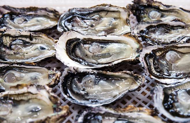 신선한 굴은 우윳빛을 띤다. 통영 굴은 1년만에 큼직하게 자라 전국으로 팔려나간다. [중앙포토]