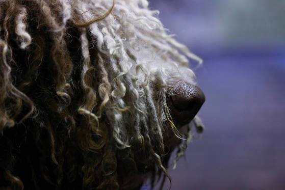 견종 '스패니쉬 워터 독'의 모습. 독일에선 이 견종을 키우는 한 반려인이 강아지세(dog tax)를 내지 않기 위해 자신의 강아지를 양이라고 주장하는 소동이 있었다. [로이터=연합뉴스]