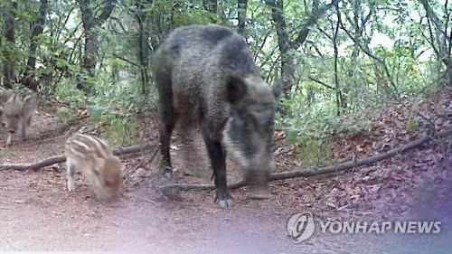 멧돼지 [연합뉴스 자료사진]