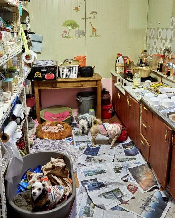 소형견 일부는 경쟁이 치열한 큰 방을 피해 부엌에 자리잡았다.