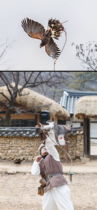 전국에 딱 2명뿐인 매사냥 기능 보유자 박용순 응사가 ‘공중 잡이’ 시범을 보였다.