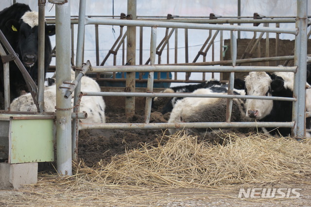 【양주=뉴시스】 이호진 기자 = 31일 경기 양주시 은현면의 한 목장에서 젖소들이 휴식을 취하고 있다. 2019.01.31. asake@newsis.com