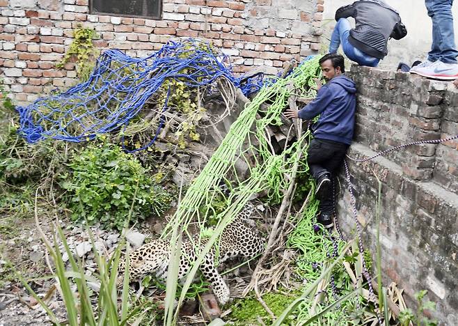 인도 북부 잔란다르 지역의 주민들이 31일(현지시간) 민가에 출현한 표범 포획을 시도하고 있다. [AP=연합뉴스]