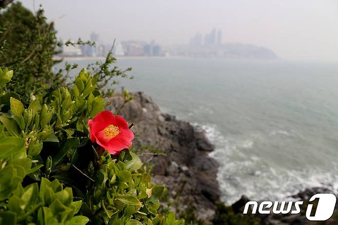 해운대 동백섬. 관광공사 제공© 뉴스1