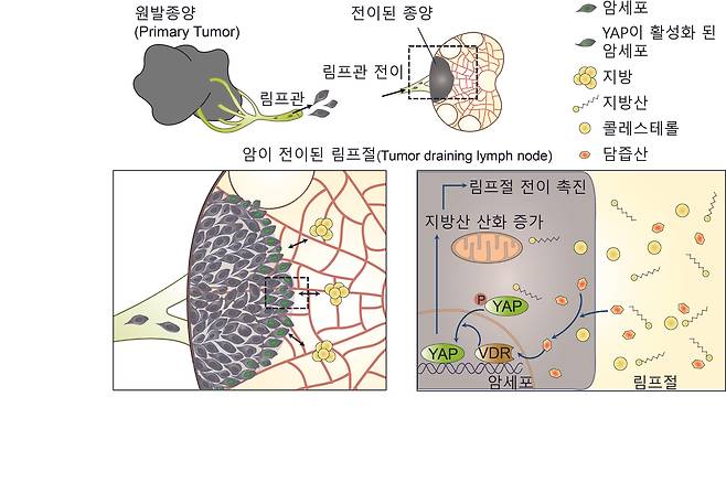 암세포의 림프절 전이 과정 모식도 - IBS 제공