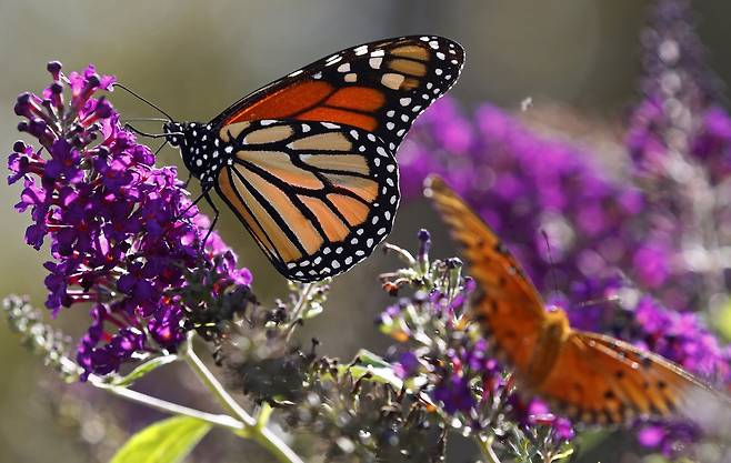 미국 텍사스에서 발견되는 모나크나비. [EPA=연합뉴스]