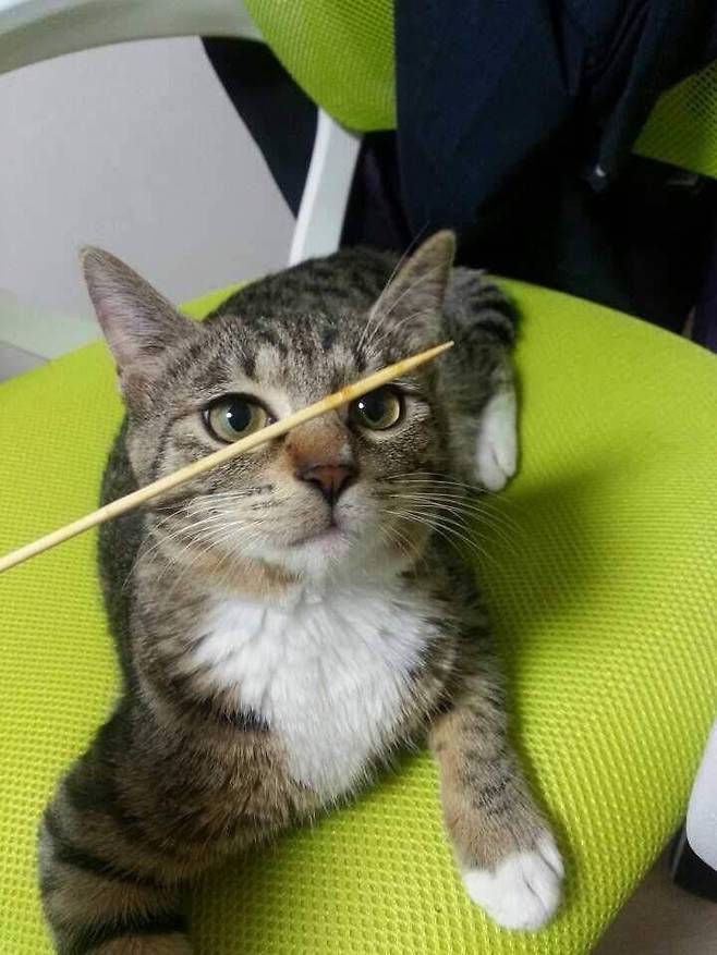 고양이 ‘호두’