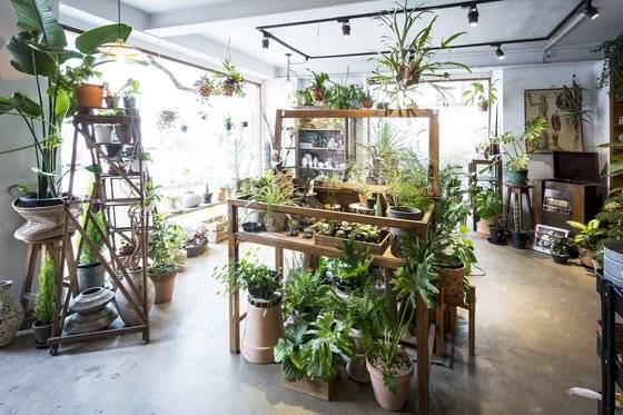자신에게 잘 맞는 식물을 처방해주는 공간 ‘슬로우파마씨’의 전경.