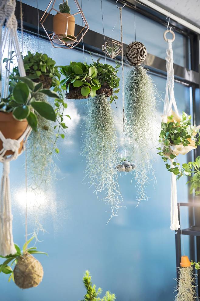 식물놀이터에서는 벽이나 천장에 거는 행잉플랜트를 비롯해 다양한 식물들을 만나볼 수 있다.