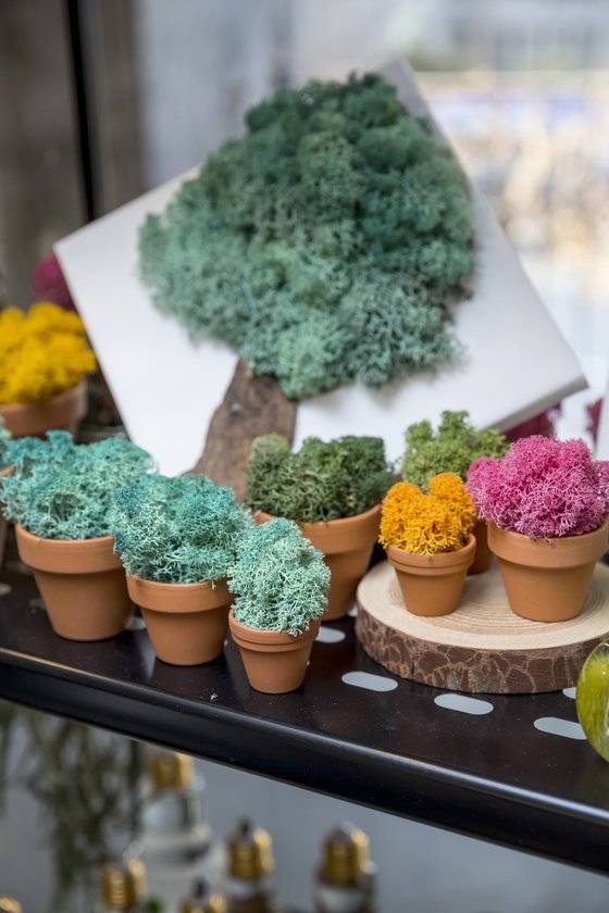 알록달록한 천연 이끼 스칸디아모스는 물을 따로 주지 않아도 키울 수 있고 실내 인테리어에도 활용할 수 있어 사랑 받고 있다.