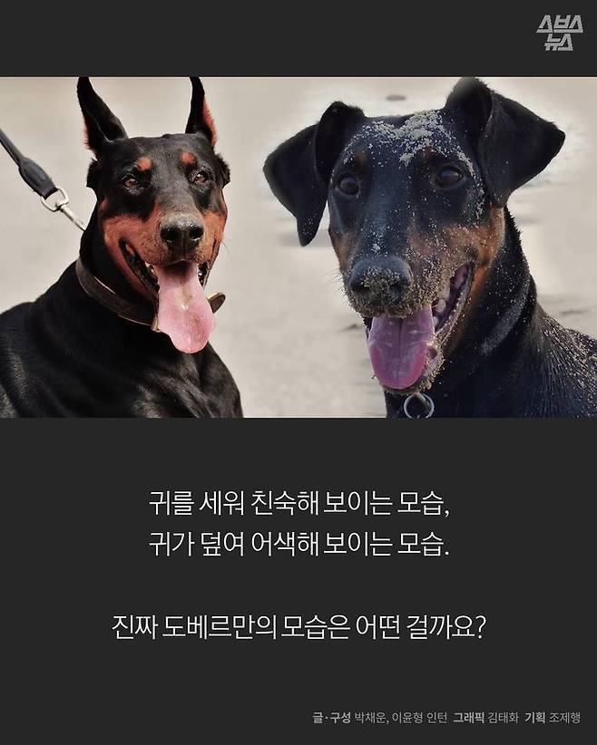 스브스뉴스] 인간의 욕심이 자른 도베르만의 귀