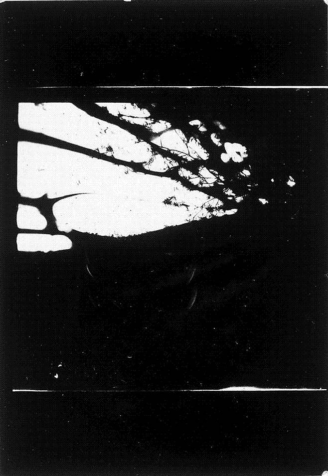 사진4 : 촬영자 미상, 아우슈비츠 제5소각로 자작나무 숲, 1944년 8월. 아우슈비츠 비르케나우 박물관.