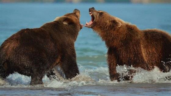 쿠릴호수에서 연어 사냥을 하다가 몸싸움을 벌이고 있는 불곰들 [사진 MBC]