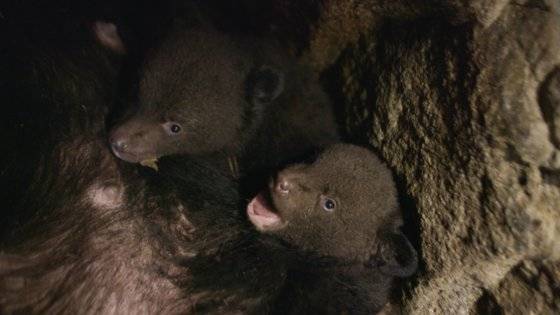 지리산 올무곰이 낳은 새끼곰들 [사진 MBC]