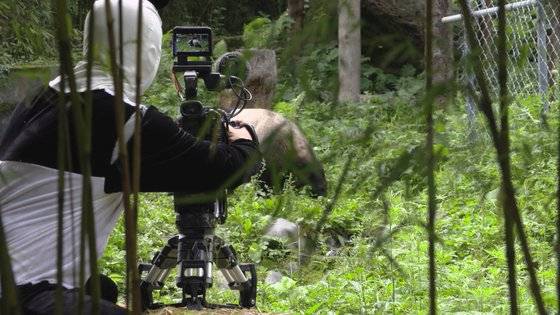 판다곰 복장을 한 채 판다곰을 촬영하고 있는 제작진 [사진 MBC]