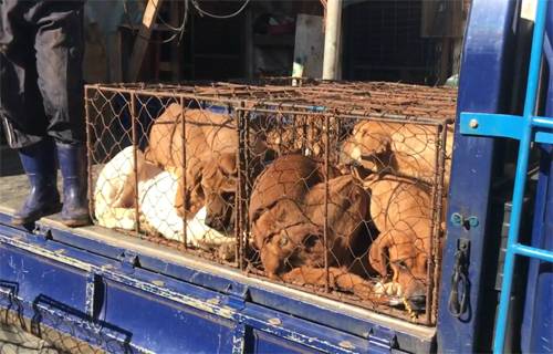 동물해방물결 제공