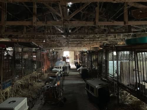 충남 홍성군의 개농장 가건물 내부