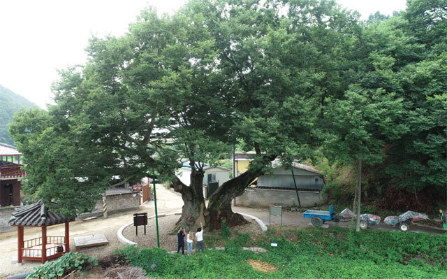 독립군 나무로 불리는 충북 영동군 학산면의 느티나무. 영동군 제공