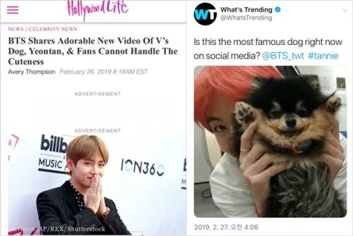 미국 연예매체 ‘할리우드 라이프’의 방탄소년단 뷔 반려견 ‘연탄’ 영상에 대한 기사 내용.&nbsp;‘왓츠트렌딩’에 올라온 ‘지금 소셜미디어에서 가장 유명한 강아지 ’연탄‘.