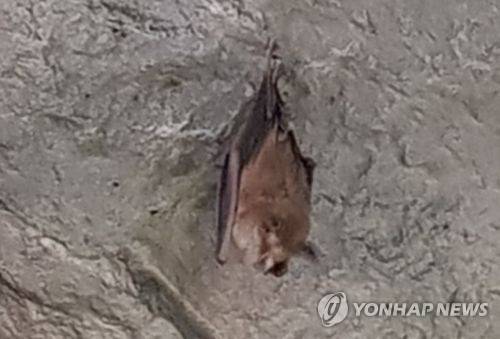 천곡동굴의 황금박쥐 [동해시 제공]