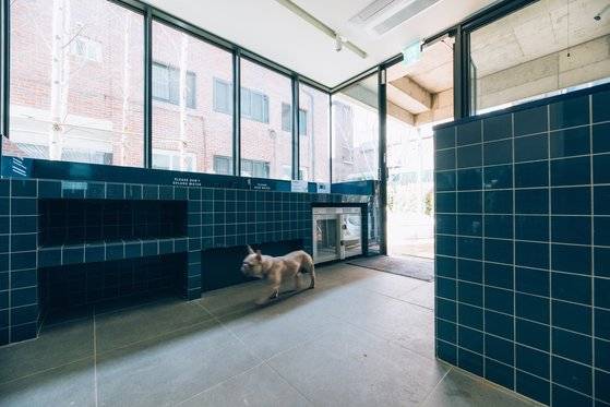 '애완동물 대환영'이라는 트리하우스. 애완동물을 씻길 수 있는 공간도 갖췄다.［사진 이지응 작가］