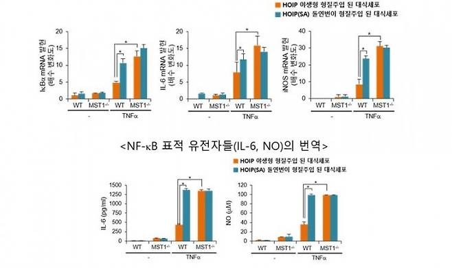 MST1가 NF-κB 신호 전달 경로에 미치는 영향을 표로 나타냈다. 생쥐에서 유래한 대식세포에 TNFα를 처리해 염증반응을 유도했다. MST1이 결핍된 세포에서는 NF-κB 표적 유전자들의 전사/번역이 높게 나타났다. 이를 통해 MST1이 NF-κB 신호전달계를 제어할 수 있음을 규명했다. 한국연구재단 제공