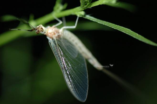 현존하는 가장 오래된 곤충인 하루살이목(동양하루살이)