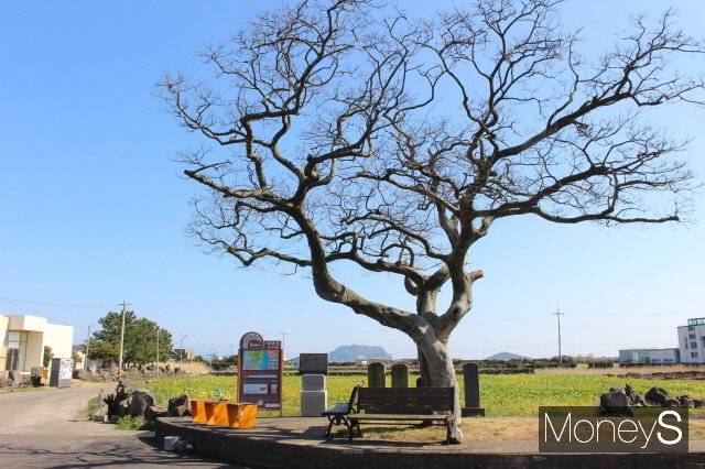 팽나무가 마을을 지키는 종달리(종다리). 이곳은 종다리 여행의 기점이다. 팽나무 사이로 성산일출봉이 보인다. /사진=박정웅 기자