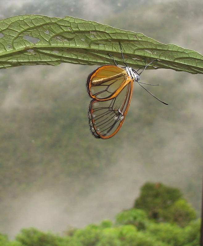 생태학자가 찍은 생태 사진전에서 대상으로 뽑힌 투명 날개 나비. 페루의 안데스 산맥 운무림에서 촬영했다. 마리안 일리야 제공.