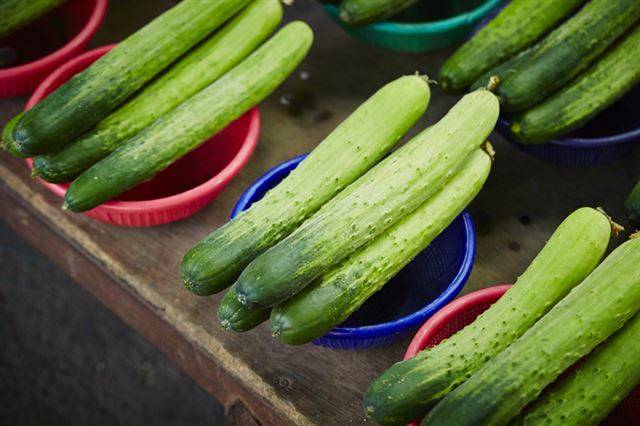 오이는 생으로 먹어도 좋고 무쳐도, 심지어 볶아도 맛있는 채소이다. 오이로 한식과 양식의 곁들이 음식으로 활용하면서 간단하게 만들려면 피클이 제격이다. 게티이미지뱅크