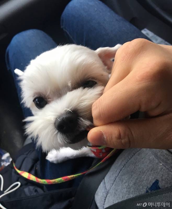 '알콩아, 내가 그렇게 좋아?' 차도에 버려졌다가, 차에 치여 죽을 뻔한 이 아이. 사람을 무척 좋아한다고 했다. 계속 핥아주고 난리였다. 함께하는 단 하루 동안에도, 정이 들어 헤어지는 게 힘들었다. 이런 애를 어떻게 버리는지./사진=행복한 남기자