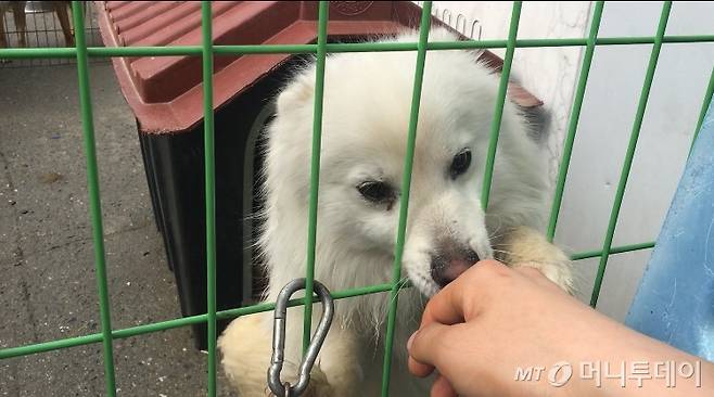 강아지와 처음 인사할 땐, 손등을 보인다. 냄새를 맡더니, 아예 철창에 매달린, 강릉 유기견보호소의 멍뭉이. 좋은 주인 만났으면, 꼭 새로운 삶 살기를./사진=남형도 기자