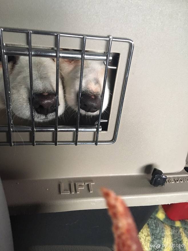 서울에 거의 도착할 때쯤, 구조한 스피츠 믹스견 두 마리에게 간식을 건넸다. 킁킁거리며 냄새 맡는 아이들. 이제 식욕이 좀 생기는지./사진=남형도 기자