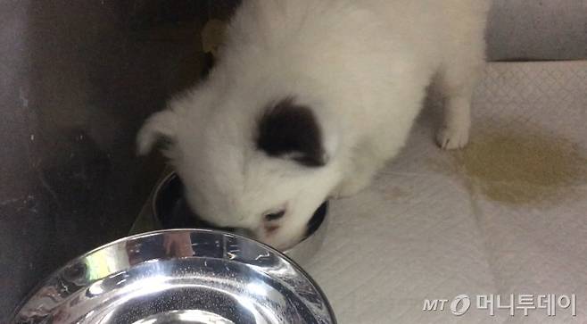 하늘의 별이 된 슈슈, 이때까지만 해도 밥을 잘 먹었었는데./사진= 남형도 기자