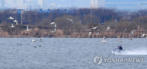 수상 오토바이에 쫓겨나는 천연기념물 큰고니 (부산=연합뉴스) 지난 3일 철새도래지로 문화재 보호구역인 부산 낙동강 하구에서 천연기념물 큰고니 떼가 수상 오토바이에 의해 쫓겨나는 모습이 환경단체 습지와새들의 친구에 의해 포착됐다. [습지와새들의 친구 제공]
