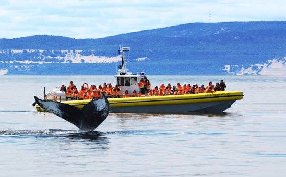 고무보트 '조디악'호를 타고 고래 관광을 즐기는 사람들. [사진 캐나다관광청]
