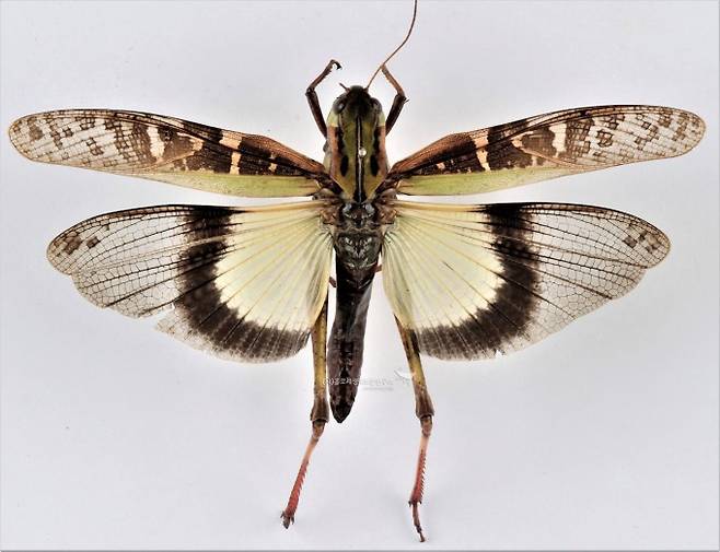 콩중이(메뚜기목)