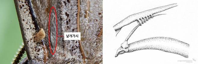 대왕박각시 날개가시