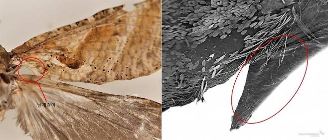 박쥐나방 날개걸이와 날개걸이 확대(SEM)