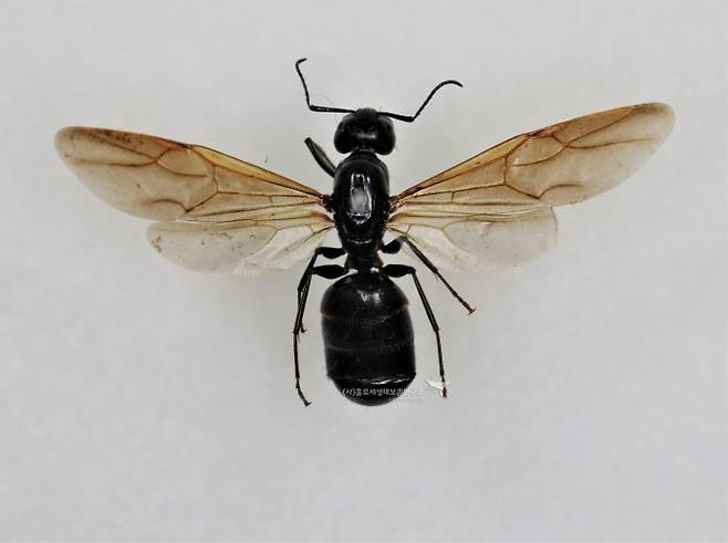 짝짓기 전 여왕개미 날개(일본왕개미)