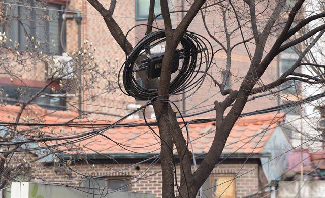 18일 서울 서대문구의 가로수 가지 사이에 통신선 뭉치와 장비가 놓여 있다.