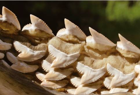 상어는 이빨이 하나 빠지면 컨베이어벨트처럼 뒷줄에서 새로운 이빨이 올라와 빈 자리를 차지한다.