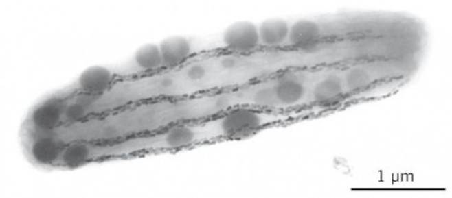 사람을 포함해 많은 생물의 몸 안에 자철석이 존재하는 것으로 알려져 있지만 과연 나침반 역할을 하는가는 불확실하다. 현재까지 나침반이 확실한 유일한 예가 박테리아 마그네토박터(Magnetobacter bavaricum)에 있는 자철석 결정이다(검은 덩어리들). ‘네이처’ 제공